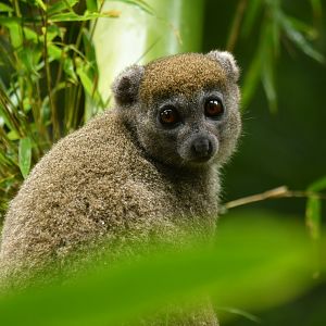 Western lesser bamboo lemur (Hapalemur occidentalis)