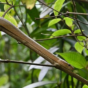 Ichtycyphus perineti