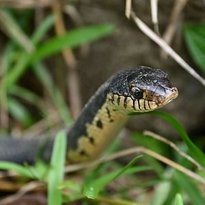 Malagasy Giant Hognose (Leioheterodon madagascariensis)