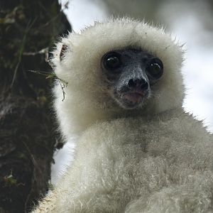 Silky sifaka (Propithecus candidus)
