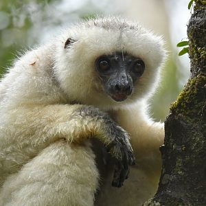 Silky sifaka (Propithecus candidus)