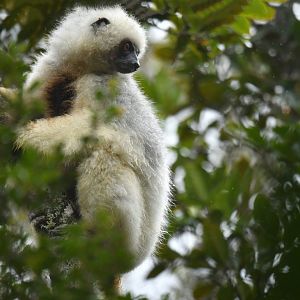 Silky sifaka (Propithecus candidus)