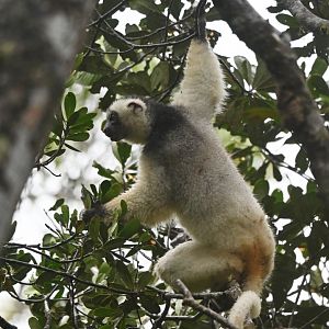 Silky sifaka (Propithecus candidus)