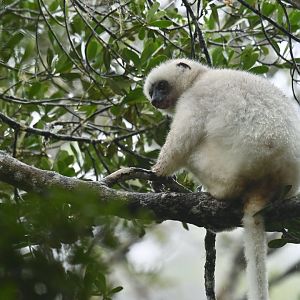 Silky sifaka (Propithecus candidus)