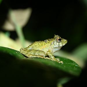 Spinomantis tavaratra