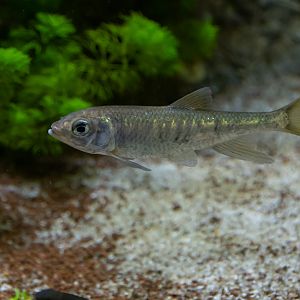 Fish ID - Tierpark Chemnitz