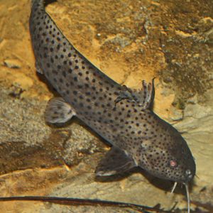 unidentified synodontis