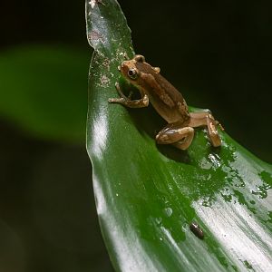Brown banana frog (Afrixalus dorsalis)