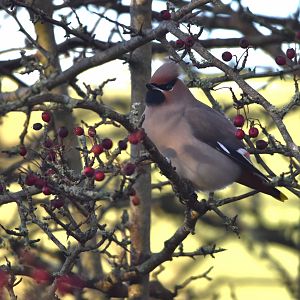 Bohemian Waxwing at Hassop Station, Derbyshire, 6th January 2024