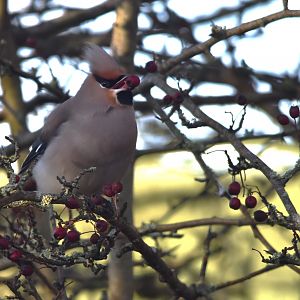Bohemian Waxwing at Hassop Station, Derbyshire, 6th January 2024