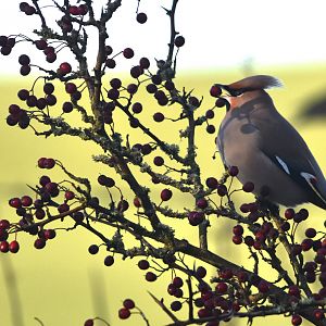 Bohemian Waxwing at Hassop Station, Derbyshire, 6th January 2024