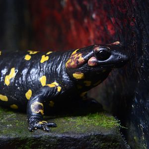 Sierra Morena fire salamander (Salamandra salamandra morenica)
