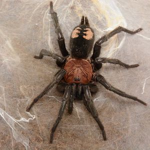 Peruvian dwarf curtain-web spider (Diplura sp. 'Peru')