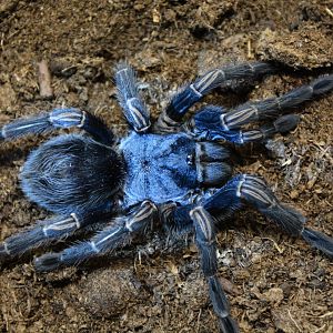 Blue Peru tarantula (Thrixopelma longicolli)