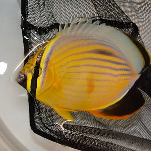 Blacktail butterflyfish (Chaetodon austriacus)