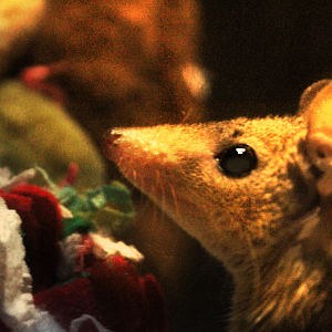 Sharla the Gray short-tail opossum