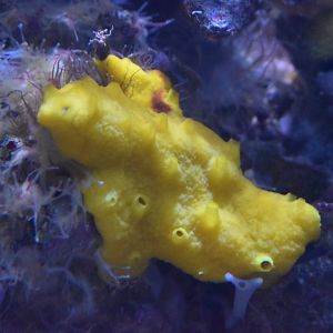 Tunicate or sponge ID - Henry Doorly Zoo