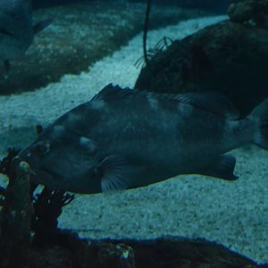 Grouper ID - Henry Doorly Zoo