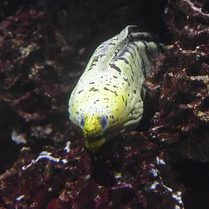 Moray ID - Henry Doorly Zoo