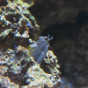 Goby/blenny ID - Henry Doorly Zoo