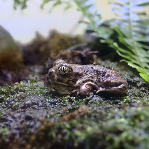 Western Spadefoot (Spea hammondii)