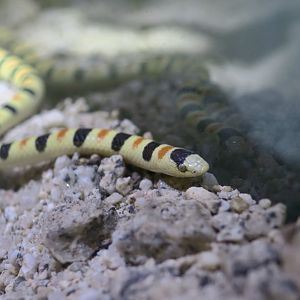 Western Shovelnose Snake (Sonora occipitalis)