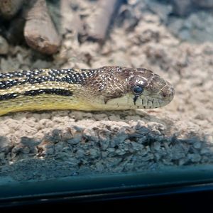 San Diego Gopher Snake (Pituophis catenifer annectens)