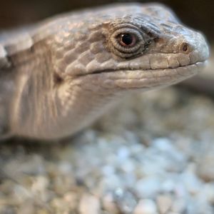 San Diego Alligator Lizard (Elgaria multicarinata webbii)
