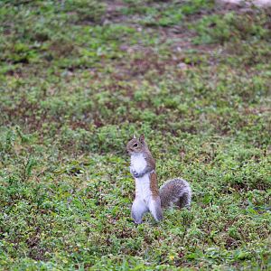 Florida Gray Squirrel