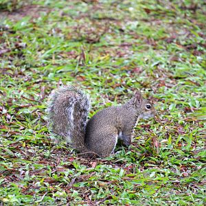 Florida Gray Squirrel