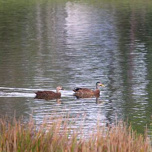 Florida Mottled Duck and Mottled Duck x Mallard Hybrid