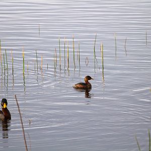 Northern Pied-billed Grebe