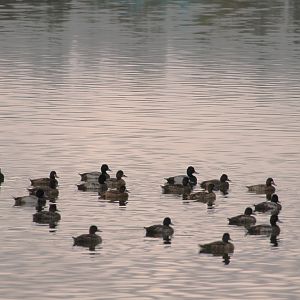 Lesser Scaups