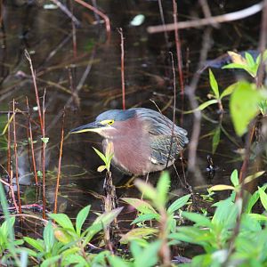 Eastern Green Heron