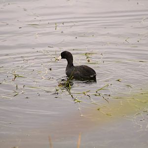 North American Coot