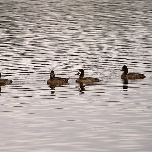 Lesser Scaups