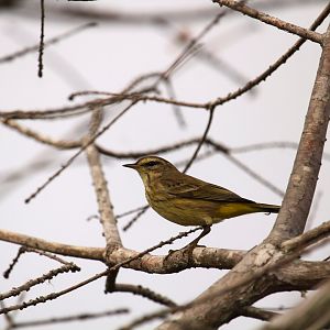 Yellow Palm Warbler