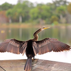 North American Anhinga