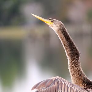 North American Anhinga