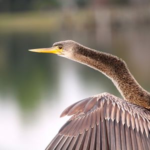 North American Anhinga