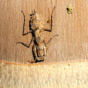 Grizzled Mantis