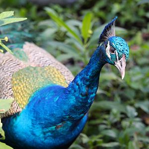 Indian Peafowl