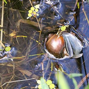 Florida Apple Snail