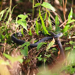 Southern Black Racer