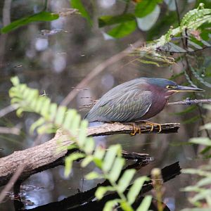 Eastern Green Heron