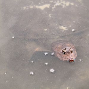 Florida Softshell Turtle