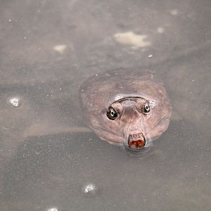 Florida Softshell Turtle