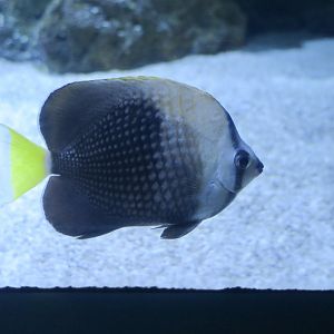 Tahiti Butterflyfish (Chaetodon trichrous)