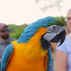 Blue-and-yellow Macaw