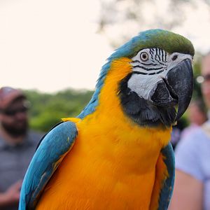 Blue-and-yellow Macaw